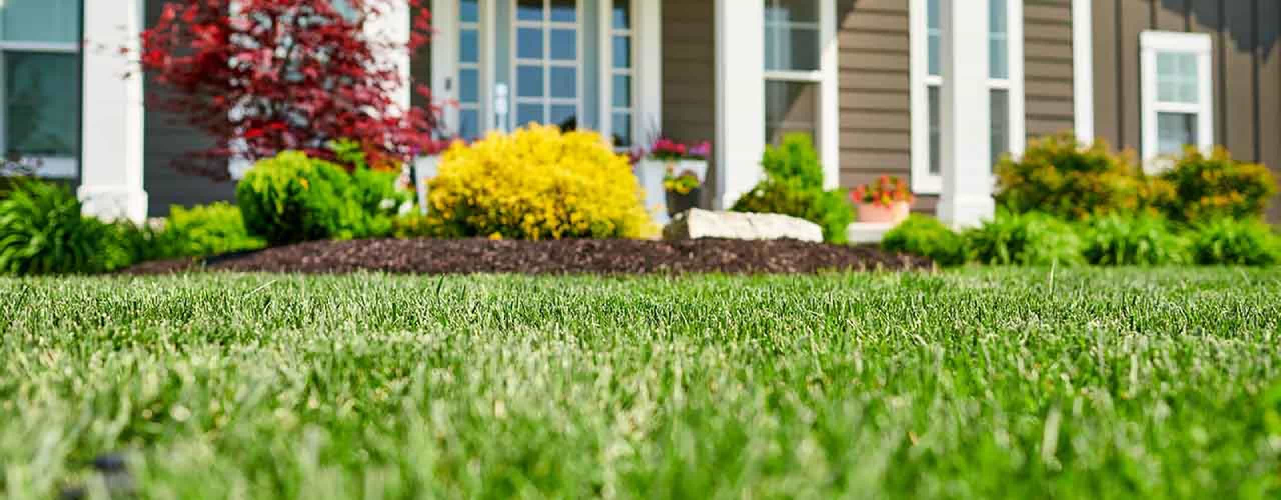 How To Overseed A Thin Lawn